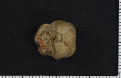 Cibolocrinus regularis Moore & Plummer