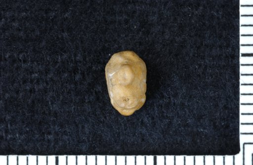 Pentaceros asperulus Clark