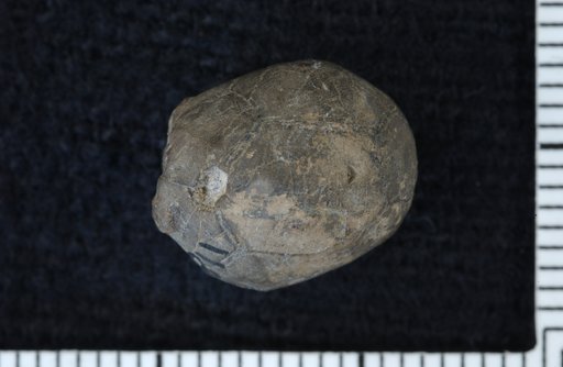 Lecythiocrinus sacculus Bowsher & Kirk
