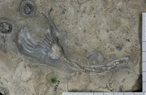 Platycrinus basicraniatus Laudon & Severson