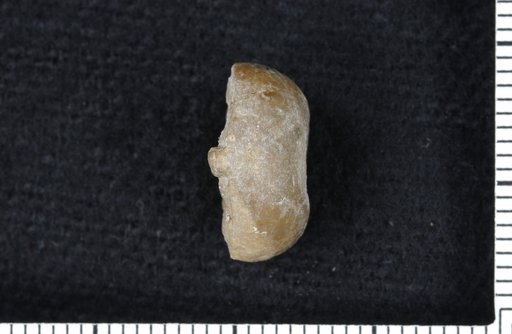 Endelocrinus rotundus Strimple