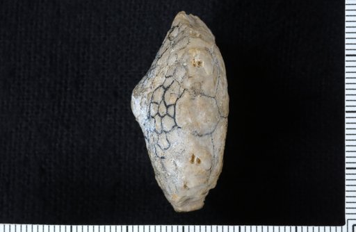 Marsipocrinus pinnatus Strimple