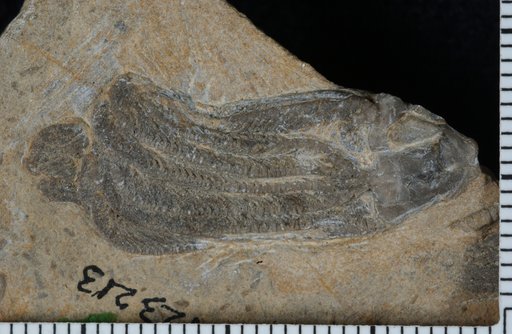 Dichocrinus quadriceptatus Laudon & Severson