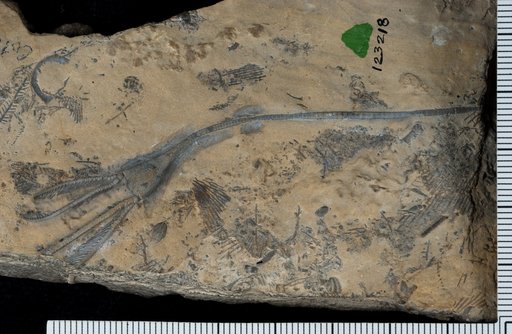Dichocrinus laudoni Broadhead