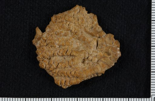 Brychiocrinus texanus Moore & Plummer