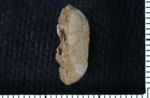 Stenopecrinus glaber Bowsher & Strimple