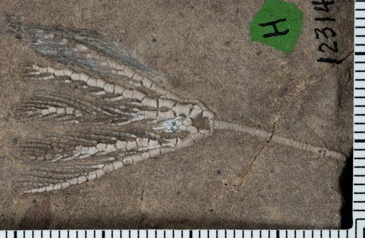 Ramulocrinus livingstonensis Laudon & Severson