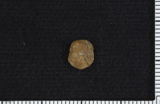 Aesiocrinus prudentia Strimple