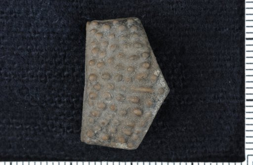 Macrocrinarthrum tuberculatum Moore