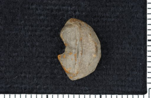 Engoniarthrum lineatum Moore