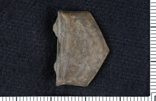 Macrocrinarthrum corrugatum Moore