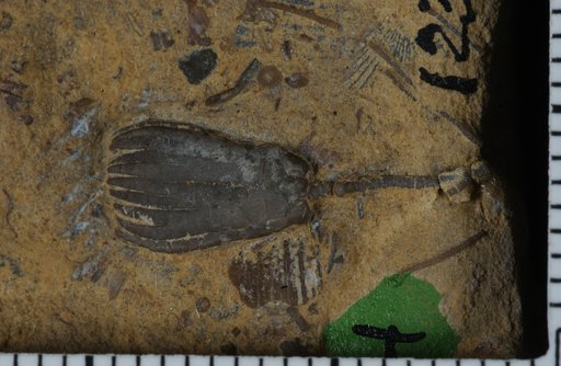 Dinotocrinus logani Laudon & Severson