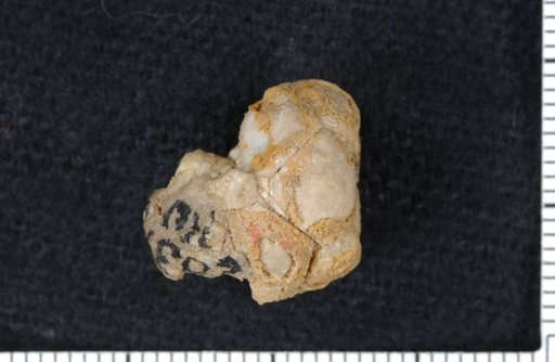 Delocrinus quadratus Moore & Plummer
