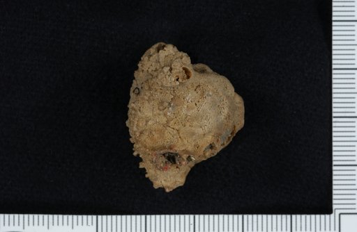 Abactinocrinus rossei Laudon & Severson