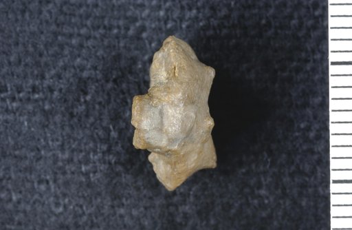 Utharocrinus oreadensis Moore