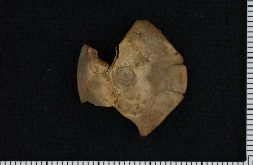 Aesiocrinus dilatus Moore