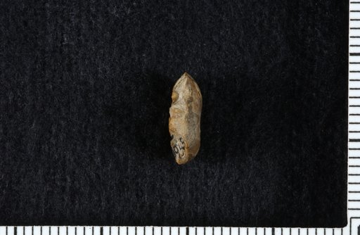 Athlocrinus placidus Moore & Plummer