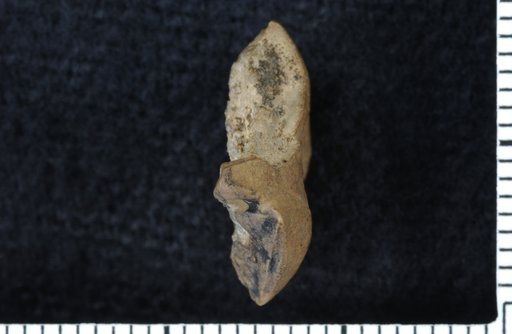 Plaxocrinus aplatus Moore & Plummer