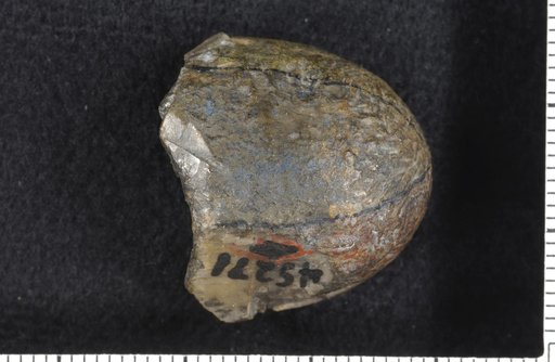 Agassizocrinus magnus Moore & Plummer