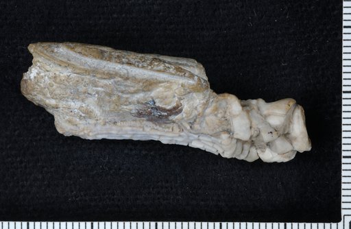 Halysiocrinus septarmatus Brower