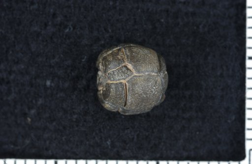 Ectenocrinus punctatus Brower & Veinus