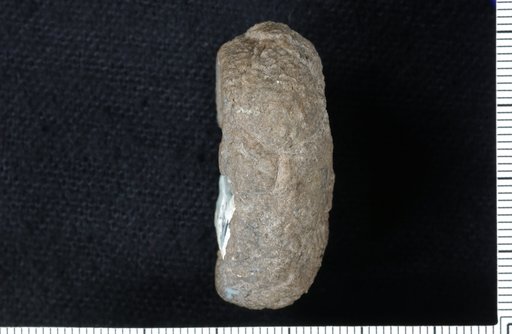 Metacromyocrinus decoratus Knapp
