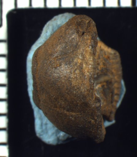 Allocatillocrinus rotundus multibrachiatus Moore