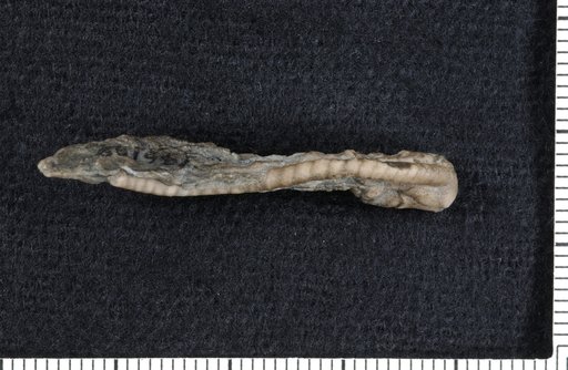 Calceocrinus multibifurcatus Brower