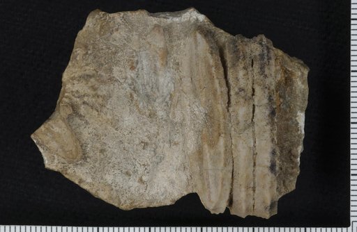 Ellipsellipsopa lastissima Moore