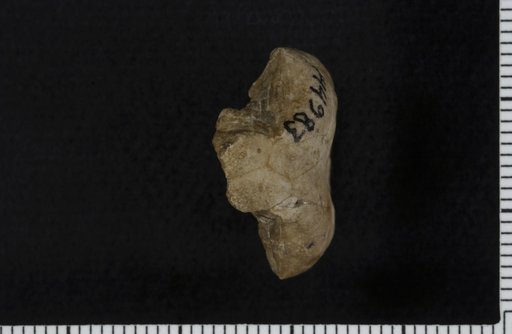 Affinocrinus concavus Knapp