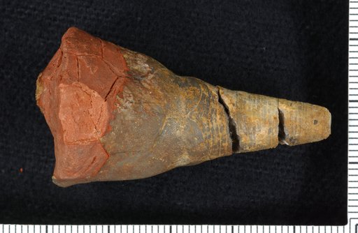 Dendrocrinus ? constrictus Brower