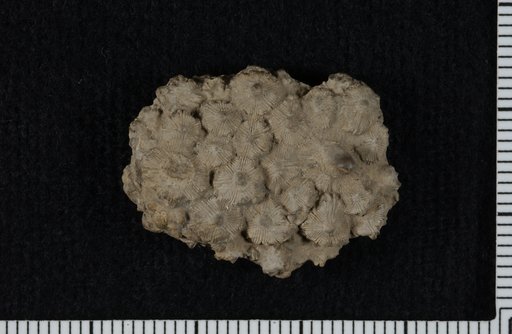 Aulosomphostega incisa Moore