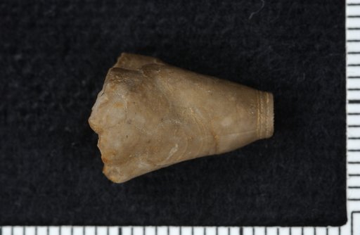 Elibatocrinus leptocalyx Moore