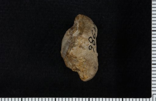 Affinocrinus abathus Knapp