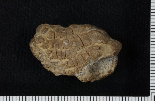 Anulocrinus latus Brower & Veinus