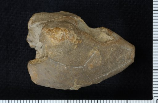 Hybocrinus punctatocristatus Brower & Veinus