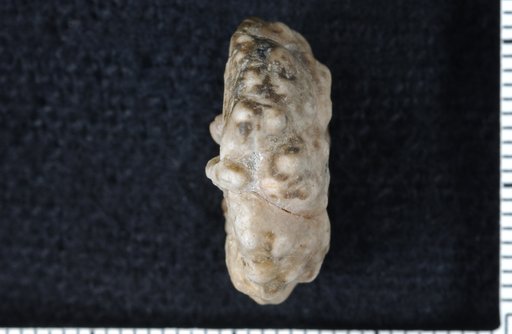 Parallelocrinus typus Knapp