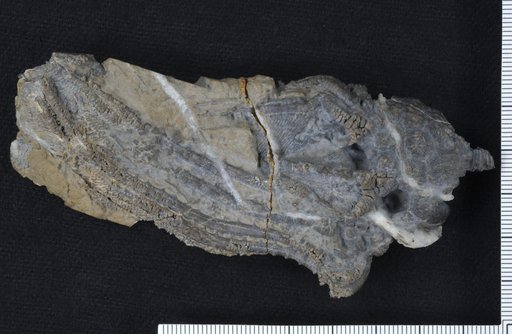 Gennaeocrinus maxwelli Johnson & Lane