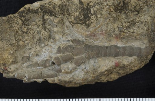 Ristnacrinus ? altobasalis Brower & Veinus