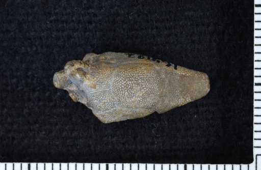Hybocrinus perperamnominatus Brower & Veinus