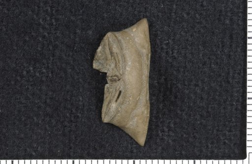 Coenarthropterum corrugatum Moore