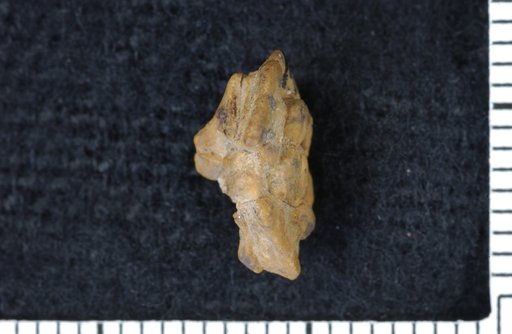 Galateacrinus ewersi Moore