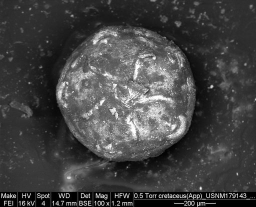 Applinocrinus cretaceus (Bather, 1924)