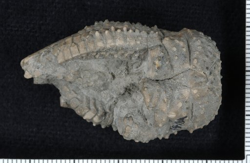 Delocrinus waughi Moore & Strimple