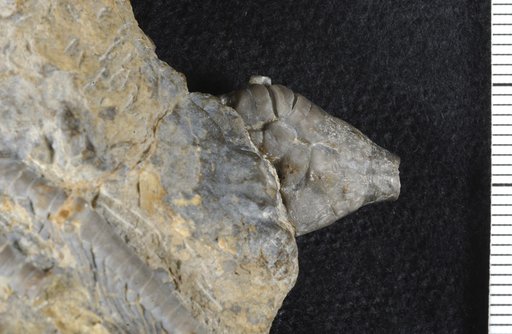 Atopocrinus priscus Lane
