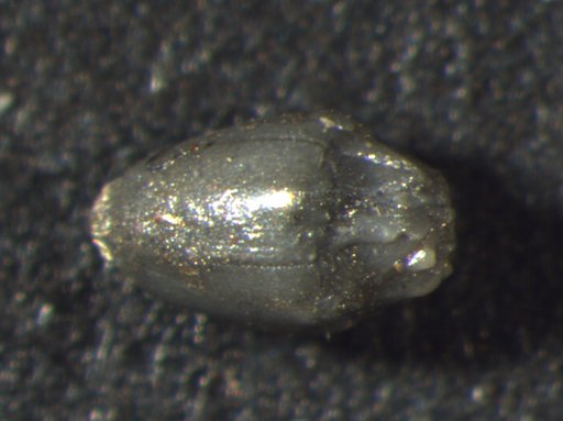 Applinocrinus texanus Peck, 1973