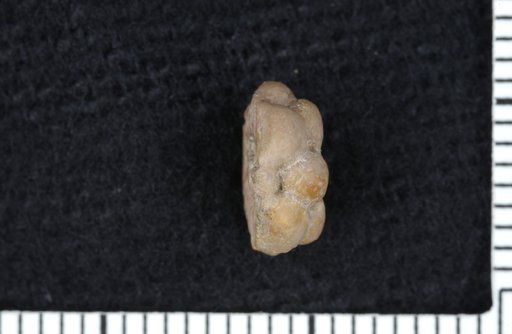 Endelocrinus kieri Burke