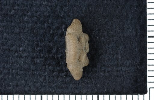 Galateacrinus ornatus Moore