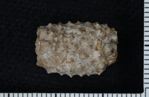 Globacrocrinus centronodus Strimple
