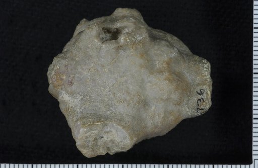 Steganocrinus altus Brower